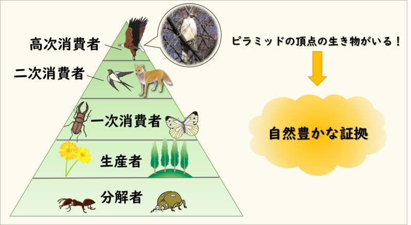 生態系ピラミッド