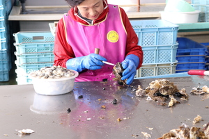 牡蠣剥き作業