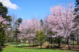 上湧別神社満開の桜