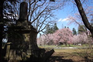上湧別神社石碑越しの桜