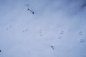 鹿の足跡の写真