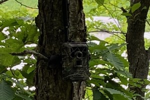 木に設置したセンサーカメラの写真