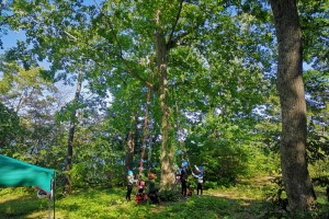 登る木の写真
