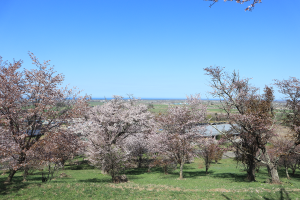 五鹿山の桜