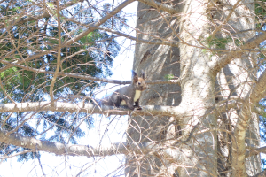 木の上にいるエゾリス