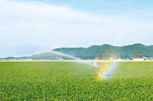 リールマシンによる灌水（散水）