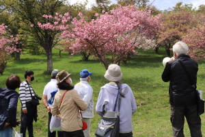 五鹿山の八重桜の写真